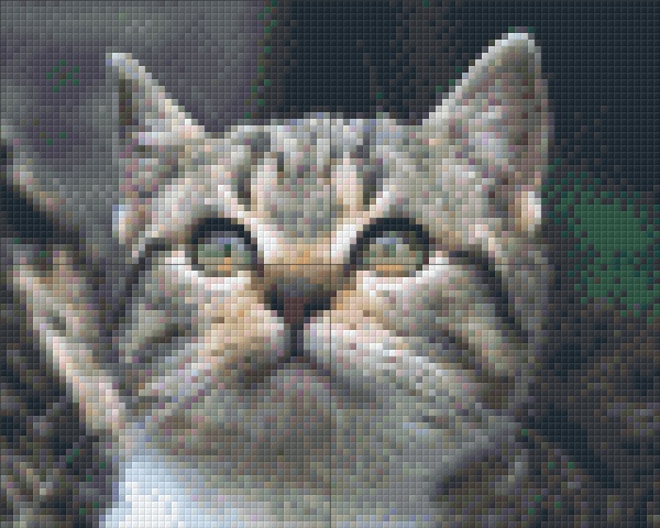 Chaton aux yeux de mosaïques