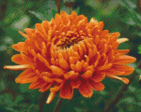 Chrysanthème : éclat orangé !