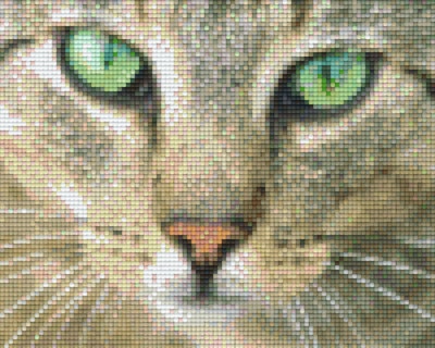 Chat aux yeux vert