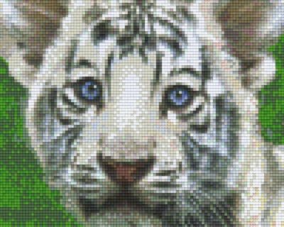 Bébé tigre blanc - Animaux
