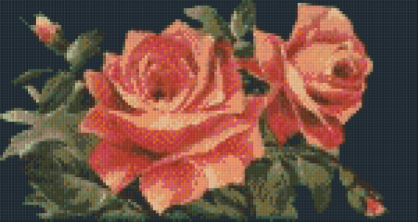 Roses orangées