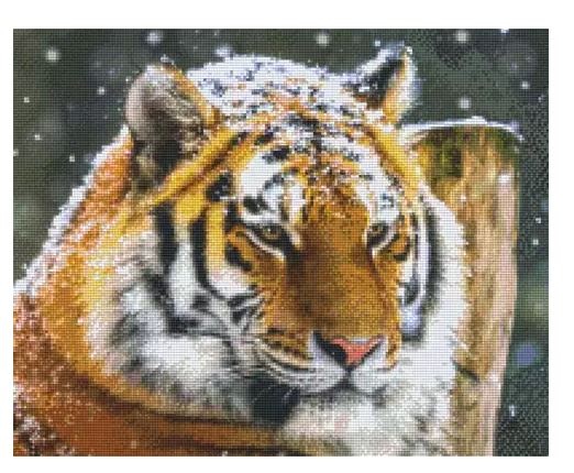 Tigre dans la neige