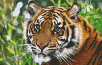 Tigre