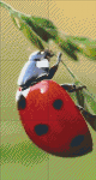 Coccinelle