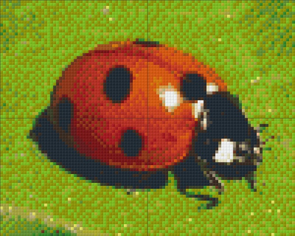 Coccinelle