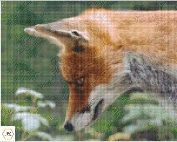 Renard