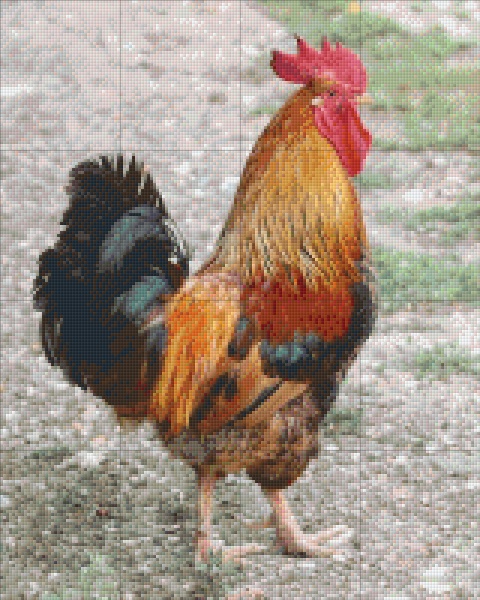 Coq