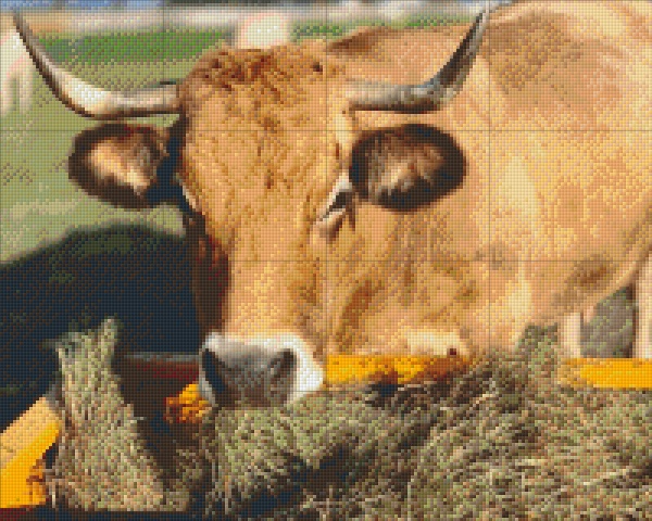 Vache Aubrac