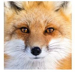 Renard