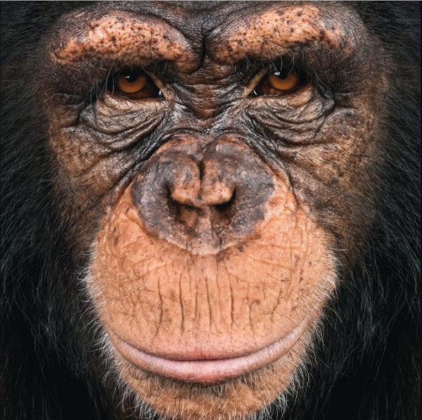 Singe