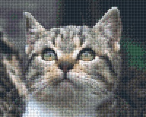 Chaton aux yeux de mosaïques