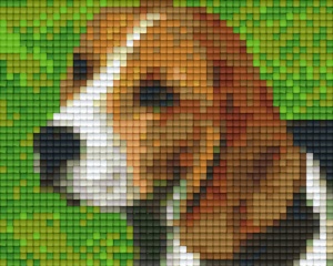 Chien Beagle