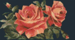 Roses orangées