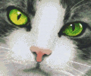 Chat aux yeux verts