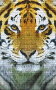 Tigre