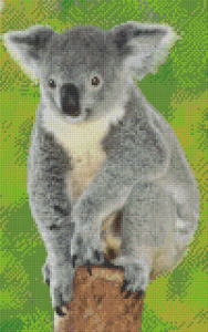 Notre ami le Koala