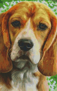 Chien beagle