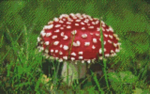 Champignon