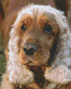 Bouille d'Amour : Cocker