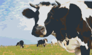 Vaches Holstein
