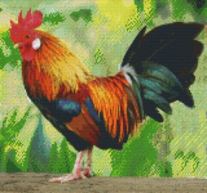 Coq