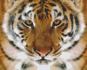 Tigre