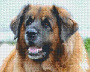 Leonberg