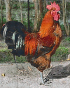 Coq